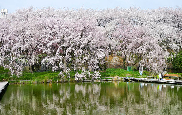 Sakura Kinrin Park