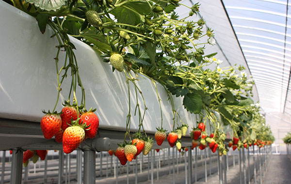 British Garden Yawata Farm Strawberry Patch