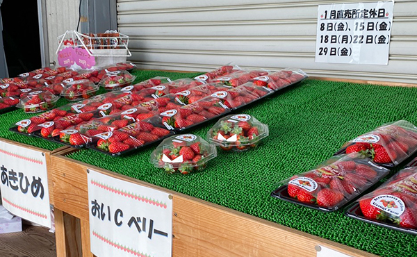 いちご狩り農園　上杉農園　直売所