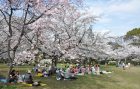 さくら近隣公園