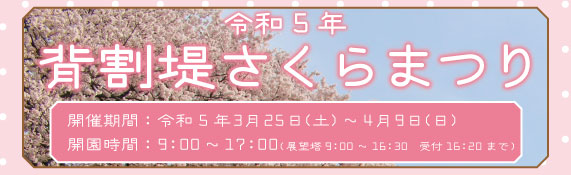 令和5年度背割堤さくらまつり