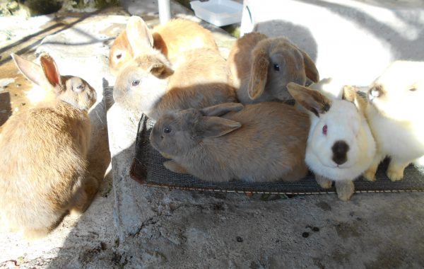 こども動物園