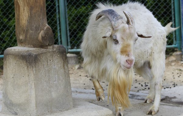 こども動物園