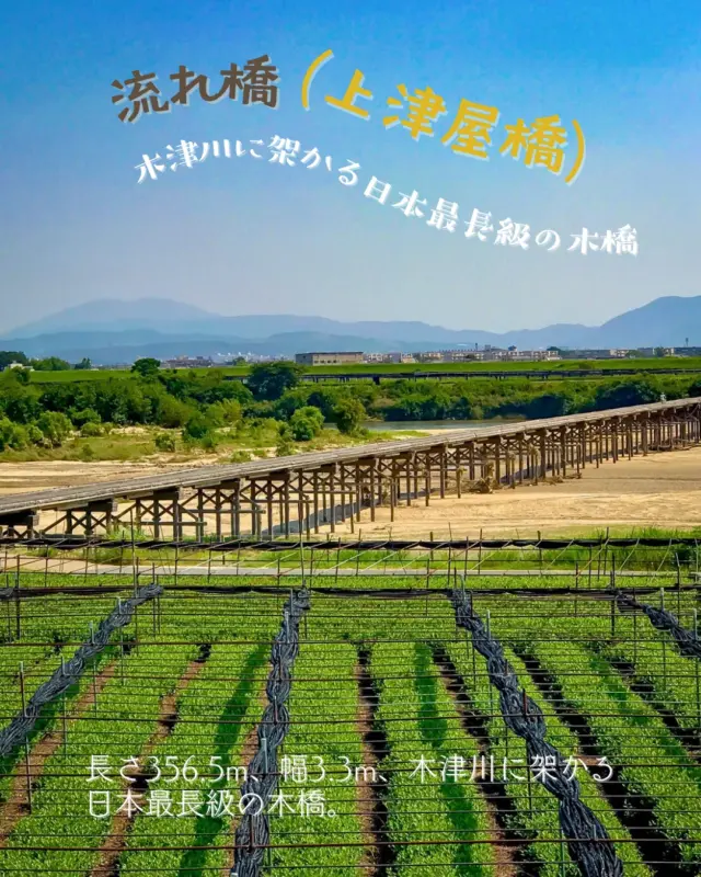 ５月12日㊊、初夏の風がわたる京都府八幡市。
平日にも関わらず、午前中から駅前レンタサイクルで市内観光にでかけるお客様がお越しくださっています。
行き先の一番人気は、時代劇のロケ地としても知られる風光明媚な流れ橋（上津屋橋）。
木津川に架かる長さ356.5m、幅3.3mの木橋で、川の増水時に橋の崩壊を防ぐため、床板が流れるよう設計されています。
実は、この流れ橋が開催中の大阪関西万博の日本館のファクトリーエリアで、紹介されています！
ナビゲーターは、ドラえもん。
あえて壊れやすく作ることで、長く大切に使い続ける“循環型ものづくり”の知恵が、持続可能な社会へ向かうヒントとして紹介されているのです。
すごいな！流れ橋（我がまち自慢、自画自賛）。
駅前観光案内所では、６月30日まで、電動自転車がお得に利用できる「ゆるっとRide京やわたInstagram旅フォトキャンペーン」も開催中！
10月まで開催中の大阪関西万博とあわせて、京都府八幡市へぜひお越しください！

#流れ橋
#上津屋橋
#大阪関西万博
#日本政府館
#日本館
#ファクトリーエリア
#ドラえもん
#循環
#持続可能な社会
#八幡市
#八幡市観光協会
‪#京都
#kyoto
#京都やわた図鑑
#やわふぉと
#yawata
#kyoto_yawastagram
#kyotophoto
#japan
#discoveryourkyoto