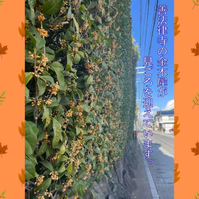 最近急に寒くなって季節はすっかり秋ですね。

やわたのもみじ寺として知られる「善法律寺」では金木犀が見ごろを迎えています。
北庭に植えられた金木犀は可愛い花をたくさんつけ、近くを通るとふわりと金木犀の良い香りがします。
金木犀の香りがすると秋になったなと感じますね。

境内にある紅葉も徐々に色づきつつあります。
11月29日(土)・30日(日)に開催する「秋の文化財一斉公開」では特別拝観も行われ、夜には 「善法律寺　秋の紅葉ライトアップ」も行われます。
皆さまぜひ秋を感じに八幡市にお越しください。

@zenporitsuji

【京都やわたの紅葉満喫　秋の文化財一斉公開】
◎特別拝観　11月29日(土)・30日(日)　12:00～16:00
◆拝観料：500円
◎もみじ茶席　11月29日(土)・30日(日)　12:00～16:00
◆茶席券600円（煎茶と亥の子餅）
◎「八幡大菩薩御影朱印」
◆朱印料500円

【善法律寺 秋の紅葉ライトアップ】
11月29日(土)・30日(日)　17:30～20:00
・庭園散策無料
・本堂拝観のみ別途拝観料要
主催:八幡市商工会

#キンモクセイ
#金木犀
#善法律寺
#八幡市
#八幡市観光協会
#やわふぉと
#京都やわた図鑑
#yawata
#kyoto
#discoveryourkyoto