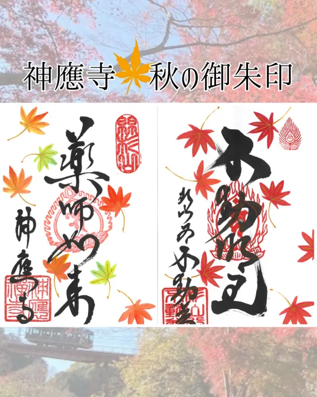 神應寺にて、新しく秋の御朱印が授与されています。
一足お先に”もみじ狩り”なんていかがでしょう。
　
御朱印は、10時～15時まで杉山谷不動尊にて授与されています。
ご希望の方はぜひご参拝ください。
　
【手書き御朱印】
・ご朱印料　800円
・授与時間　10時～15時
・授与場所　杉山谷不動尊

また、11月29日・30日に行われる「秋の文化財一斉公開」にて、神應寺では、寺宝「竹虎図(狩野山雪・筆)」の特別公開、
杉山谷不動尊のご本尊「不動明王像」が特別ご開帳されます。
ぜひそちらもご予定ください。

@hofukuji_jinnouji

#神應寺
#杉山谷不動尊
#蓮
#御朱印
#御朱印巡り
#八幡市
#八幡市観光協会
‪#京都‬
#kyoto
#京都やわた図鑑
#やわふぉと
#yawata
#kyoto_yawastagram
#kyotophoto
#japan
#discoveryourkyoto