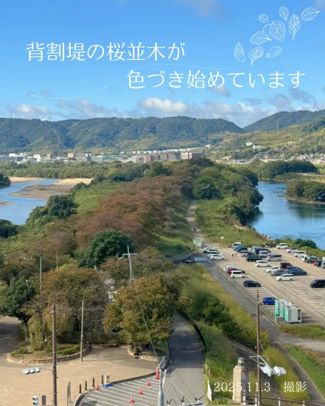 寒暖差が激しくなりましたね～🍂
そうなると楽しみなのが…紅葉！
早速、背割堤の桜並木が色づき始めましたよ♪
八幡市が誇る桜の名所、背割堤は、宇治川と木津川を隔てる堤防。
約1.4㎞続く桜並木は春になると、全国各地からお花見に訪れる方で賑わいます。
　
本格的な紅葉シーズンはもう少し先ですが、
ゆったりと散策を楽しめる今もおすすめ！
ぜひ秋の八幡観光に来てくださいね～！
　
@yodogawariversidepark_official 
 
 
#紅葉
#背割堤
#さくらであい館
#桜並木
#八幡市
#八幡市観光協会
#やわふぉと
#京都やわた図鑑
#yawata
#kyoto
#discoveryourkyoto