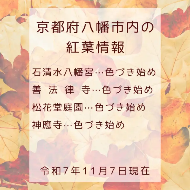 八幡市内　紅葉情報(令和7年11月7日現在)

＜石清水八幡宮＞　色づき始め
＜善法律寺＞　　　色づき始め
＜松花堂庭園＞　　色づき始め
＜神應寺＞　　　　色づき始め

八幡市内でも葉が徐々に色づきだしました。

※写真は、令和7年11月7日現在の八幡市内の様子です。

＠iwashimizuhachimangu_grace 
@zenporitsuji
@shokado_garden_art_museum 
@hofukuji_jinnouji 

#紅葉
#松花堂庭園
#善法律寺
#神應寺
#石清水八幡宮
#やわふぉと2025
#京都やわた図鑑
#京都
#八幡市
#八幡市観光協会
#yawata
#kyoto
#discoveryourkyoto