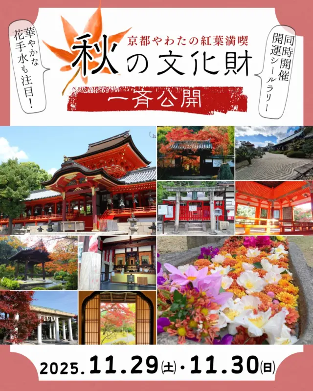 🍁京都やわたの紅葉満喫 秋の文化財一斉公開🍁
　
11月29日(土)・30日(日)の2日間は、恒例となった「京都やわたの紅葉満喫 秋の文化財一斉公開」

八幡市内の9社寺等の施設（石清水八幡宮、善法律寺、正法寺、飛行神社、神應寺、単伝庵、相槌神社、八角堂、松花堂庭園・美術館）で、特別拝観や文化財特別公開、限定朱印の授与、物産市、手づくり市、お茶席などが行われます。

各会場では「秋の華めぐり」と題して、2日間限定のフォトジェニックな花手水or生け花のしつらえもお楽しみいただけます‼️
あわせて各会場で撮影した「花手水」や「生け花」の写真を投稿いただく「秋の華めぐりInstagramフォトキャンペーン」も行います。

さらに昨年大好評をいただいた「秋の文化財一斉公開 開運シールラリー」も同時開催！
京阪石清水八幡宮駅前観光案内所で参加台紙（1,000円）を購入し、文化財一斉公開の会場をめぐって9枚すべての開運シールを集めた方には、コンプリート賞として記念フレームをプレゼントします！

やわたの社寺がグッと近くなる特別な2日間。
神仏習合の祈りの聖地・石清水八幡宮の門前町で、歴史と文化に触れる秋の1日をぜひお過ごしください。

以下、一斉公開の主な内容です。

〈石清水八幡宮〉
@iwashimizuhachimangu_grace 
◎特別昇殿参拝
国宝の社殿を神職がご案内。通常非公開の文化財や本年の「勅祭・石清水祭」で供された供花神饌も展示されます。
11月29日(土)・11月30日(日)　① 11:00～　②14:00～　(所要時間40分ほど)
◆初穂料大人1,000円
◎書院石庭公開　11月29日(土)・30日(日)
◎春夏秋冬刺繍御朱印授与（全4種）　11月29日(土)・30日(日)
◆初穂料1,500円

〈善法律寺〉
@zenporitsuji
◎特別拝観　11月29日(土)・30日(日)　12:00～16:00
◆拝観料：500円
◎もみじ茶席　11月29日(土)・30日(日)　12:00～16:00
◆茶席券600円（煎茶と亥の子餅）
◎「八幡大菩薩御影朱印」
◆朱印料500円
◎善法律寺 秋の紅葉ライトアップ
11月29日(土)・30日(日)　17:30～20:00
主催:八幡市商工会

〈正法寺〉
◎特別拝観　11月29日(土)・30日(日)　10:00～15:00 
重要文化財の本堂・大方丈・唐門をはじめ全長4m80cmにも及ぶ木造阿弥陀如来坐像も特別公開。
◆拝観料700円

〈飛行神社〉
@hikoujinjya1915
◎神楽・能管奉納演奏　11月30日（日）①11：30～　②13:30～
◎八幡浜市物産展　11月29日（土）・30日（日）10:00～15:00

〈神應寺〉
@hofukuji_jinnouji
◎特別拝観　11月29日(土)・30日(日)　10:00～15:00
２日間限定で本堂の特別拝観が行われるほか、寺宝「竹虎図杉戸絵」(狩野山雪・筆)も公開。さらに奥ノ院・杉山谷不動尊では、秘仏の本尊「不動明王像」が特別開帳されます。
◆拝観料500円

〈単伝庵〉　拝観11月29日(土)・30日(日)　9:00～15:00
◎お茶席　　11月29日(土)・30日(日)　10:00～15:00
◆茶席券500円（お抹茶と和菓子）※拝観料・らくがき祈願料込み
◎秋の文化財一斉公開記念朱印
◆朱印料300円

〈相槌神社〉
@aituti.kasugaginga_official
【秋の文化財一斉公開記念特別朱印】11月29日(土)・30日(日)　9:30～15:00頃まで※御朱印授与は春日神社社務所にて
◆初穂料500円～700円　

〈八角堂〉
◎堂内特別公開　11月29日(土)・30日(日)　10:00～15:00
◎市文化財課職員による解説　11月29日(土)・30日(日)　①11:00～　②14:00～
※駐車場はありません。公共交通機関でお越しください。

〈松花堂庭園・美術館〉　
@shokado_garden_art_museum 
◎草庵「松花堂」特別公開　11月29日(土)・30日(日)
現在改修工事中の内園・草庵「松花堂」を2日間限定で特別公開。
◆庭園入園料300円
◎松花堂美術館では、令和7年特別展「加賀藩の美術工芸と松花堂昭乗-茶の湯、懐石、もてなしのこころ-」を開催中
◆特別展観覧料600円

詳しくは、プロフィールページのリンクから八幡市観光協会のホームページをチェック！！
　
　
‪#文化財一斉公開‬
‪#石清水八幡宮‬
‪#善法律寺‬
‪#正法寺‬
‪#飛行神社‬
‪#八角堂‬
‪#単伝庵‬
‪#相槌神社‬
‪#松花堂庭園美術館 
#紅葉
#八幡市
#八幡市観光協会
‪#京都‬
#kyoto
#京都やわた図鑑
#やわふぉと
#やわふぉと2025
#yawata
#kyoto_yawastagram
#kyotophoto
#japan
#discoveryourkyoto‬す
