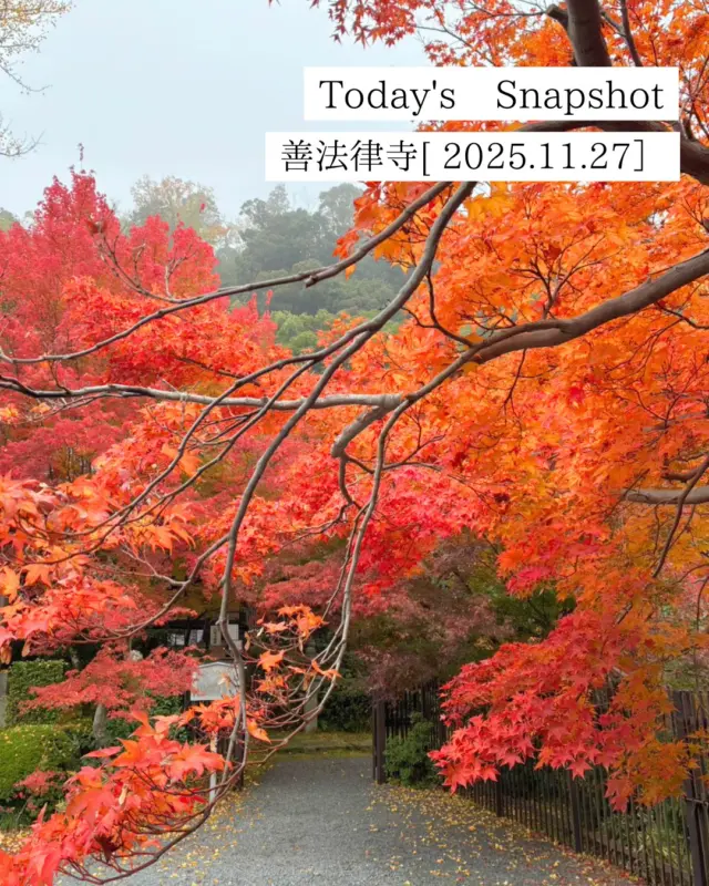 今朝は霧がかり、いつもより肌寒く感じましたね。
しっとりした紅葉もオツです🍁

今週末は晴れて、紅葉狩り日和になりそうですね♪
『秋の文化財一斉公開』と『開運シールラリー』、毎日多くのお問合せありがとうございます(^^♪
秘仏の御開帳、記念御朱印、ライトアップ、花手水巡りなど、歴史と文化が開かれる二日間。
シール台紙も好評販売中です。
フォトジェニックな八幡市の魅力をカメラに収めたら、ぜひInstagramフォトキャンペーンにもご応募ください！

観光に迷ったら、駅前観光案内所へ！
皆様のご来訪をお待ちしております

@zenporitsuji
@shokado_garden_art_museum
@hofukuji_jinnouji

#紅葉
#京都やわた図鑑
#京都
#八幡市
#八幡市観光協会
#yawata
#kyoto
#discoveryourkyoto