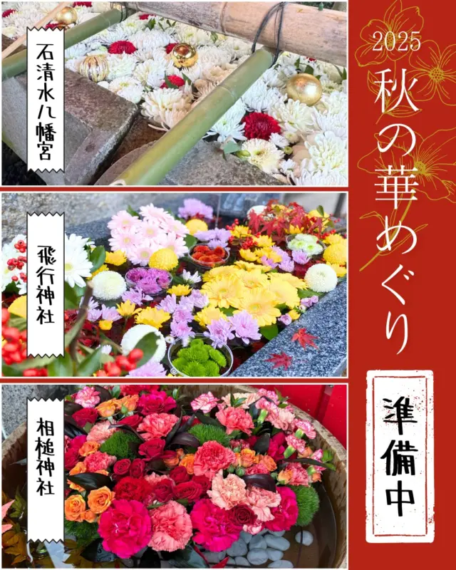 【準備中！花手水 石清水八幡宮・飛行神社・相槌神社・春日神社編】
いよいよ明日に迫った「京都やわたの紅葉満喫 秋の文化財一斉公開」。
八幡市内の9会場（石清水八幡宮、善法律寺、正法寺、飛行神社、神應寺、単伝庵、相槌神社、八角堂、松花堂庭園・美術館）では、特別拝観や文化財公開、限定朱印の授与などともに、「秋の華めぐり～花手水といけ花のおもてなし～」が11月29日(土)・30日(日)の2日間お楽しみいただけます。
写真は石清水八幡宮・飛行神社・相槌神社・春日神社の様子。
石清水八幡宮では、南総門前の大きな手水舎に、白を基調に赤いお花を挿し色に加えた豪華な花手水が！
飛行神社の花手水は、秋らしい色合いにピラカンサの赤い実物を加えたかわいい仕上がり。
赤をベースにした相槌神社の花手水は♡の形になっていますよ！
相槌神社の御朱印授与所となっている春日神社の社殿にも優雅な雰囲気の生け花が。
明日、明後日は、秋晴れ予報。
皆さまぜひお越しください。

◆秋の華めぐり2025 Instagramフォトキャンペーン◆
①八幡市観光協会@yawata.kankou をフォロー
②各会場で撮影した花手水や生け花の写真に『 #2025秋の華めぐり 』を付けて、ご自身のInstagramにご投稿ください！
③素敵な投稿はリポストさせていただきます。さらに抽選で10名様にオリジナルステッカーをプレゼント🎁

どしどしご応募くださいね😍

【期間】2025年11月29日㊏・30日㊐
【秋の文化財一斉公開・秋の華めぐり会場】
石清水八幡宮、善法律寺、正法寺、飛行神社、神應寺、単伝庵、相槌神社、八角堂、松花堂庭園美術館
※詳しくは、プロフィールページから八幡市観光協会のホームページをご覧ください。

@iwashimizuhachimangu_grace
@hikoujinjya1915
@hofukuji_jinnouji
@zenporitsuji
@aituti.kasugaginga_official
@shokado_garden_art_museum
@yawata_official

‪#文化財一斉公開
‪#石清水八幡宮
‪#善法律寺
‪#正法寺
‪#飛行神社
#神應寺
‪#八角堂
‪#単伝庵
‪#相槌神社
#松花堂庭園美術館
#紅葉
#八幡市
#八幡市観光協会
‪#京都
#kyoto
#京都やわた図鑑
#やわふぉと2025
#yawata
#kyoto_yawastagram
#kyotophoto
#japan
#discoveryourkyoto