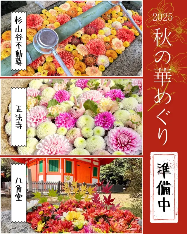 【準備中！花手水 杉山谷不動尊・正法寺・八角堂編】
いよいよ明日に迫った「京都やわたの紅葉満喫 秋の文化財一斉公開」
八幡市内の9会場にて行われる特別拝観や文化財公開･限定朱印の授与。そしてもう一つ楽しみ方があるんです✨
それは…

◆秋の華めぐり～花手水と生け花のおもてなし～◆

これに併せ、「秋の華めぐり2025 Instagramフォトキャンペーン」を開催します。
①八幡市観光協会@yawata.kankou をフォロー
②各会場で撮影した花手水や生け花の写真に『 #2025秋の華めぐり 』を付けて、ご自身のInstagramにご投稿ください！
③素敵な投稿はリポストさせていただきます。さらに抽選で10名様にオリジナルステッカーをプレゼント🎁

どしどしご応募くださいね😍

【期間】2025年11月29日㊏･30日㊐
【秋の文化財一斉公開・秋の華めぐり会場】
石清水八幡宮、善法律寺、正法寺、飛行神社、神應寺、単伝庵、相槌神社、八角堂、松花堂庭園美術館
※詳しくは、プロフィールページから八幡市観光協会のホームページをご覧ください。

@iwashimizuhachimangu_grace
@hikoujinjya1915
@hofukuji_jinnouji
@zenporitsuji
@aituti.kasugaginga_official
@shokado_garden_art_museum
@yawata_official

‪#文化財一斉公開
‪#石清水八幡宮
‪#善法律寺
‪#正法寺
‪#飛行神社‬‬‬‬‬
#神應寺
‪#八角堂
‪#単伝庵
‪#相槌神社
#松花堂庭園美術館
#紅葉
#八幡市
#八幡市観光協会
‪#京都
#kyoto
#京都やわた図鑑
#やわふぉと2025
#yawata
#kyoto_yawastagram
#kyotophoto
#japan
#discoveryourkyoto‬‬‬‬‬‬‬‬‬‬‬‬‬