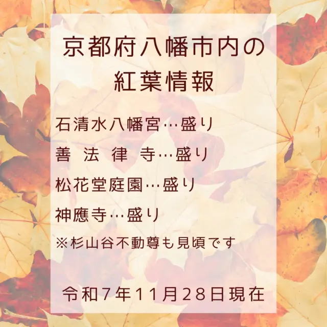 八幡市内🍁紅葉情報(令和7年11月28日現在)

＜石清水八幡宮＞　盛り
＜善法律寺＞　　　盛り
＜松花堂庭園＞　　盛り
＜神應寺＞　　　　盛り（杉山谷不動尊は見頃を迎えそう）

あっという間に木々が色づき、市内各所で紅葉を楽しめるようになりました。
今週末は秋の文化財一斉公開。ちょっと肌寒いかも？
一枚多めに服を着こんで、秋のやわた散策にお越しください🍁❣️

※写真は、令和7年11月28日現在の八幡市内の様子です。

@hofukuji_jinnouji 
@shokado_garden_art_museum

#紅葉
#神應寺
#杉山谷不動尊
#松花堂庭園
#やわふぉと2025
#京都やわた図鑑
#京都
#八幡市
#八幡市観光協会
#yawata
#kyoto
#discoveryourkyoto